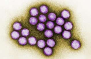 Wirusy wywołujące przeziębienie istniały na długo przed pojawieniem się współczesnego człowieka