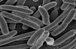 Bakteria E. coli