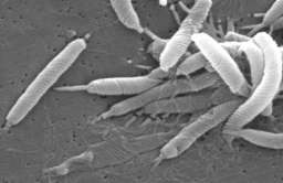 Bakterie Helicobacter pylori
