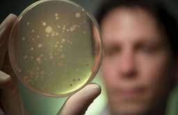 Hodowla bakterii na szalce Petriego