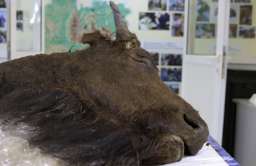W Jakucji znaleziono dobrze zachowane szczątki bizona sprzed 8 tys. lat. Chcą go sklonować