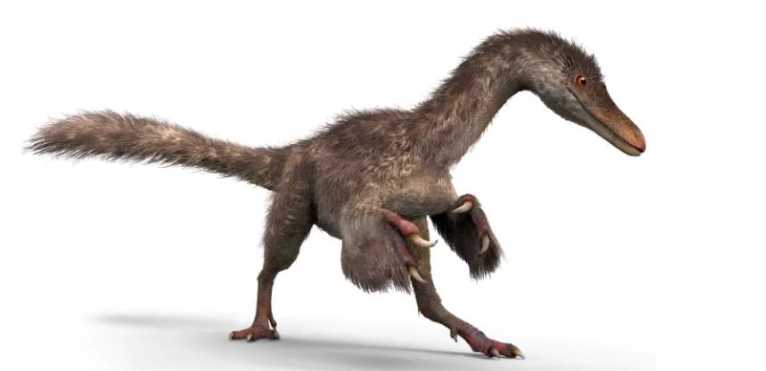 Celurozaur - pierzasty dinozaur