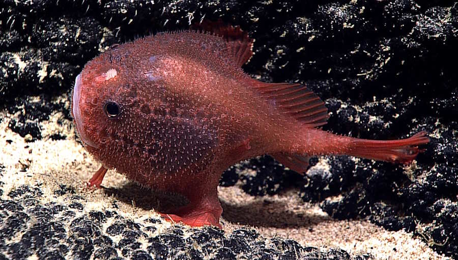 Na dnie Pacyfiku odkryto nieznane podwodne góry i dziesiątki nowych gatunków