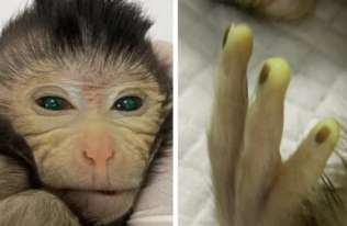 Chińscy naukowcy stworzyli chimeryczną małpę
