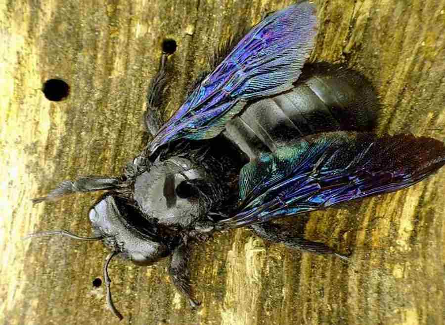 Zadrzechnia fioletowa nazywana również „czarną pszczołą”