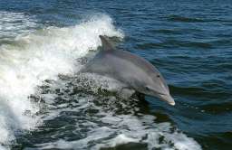 Delfiny potrafią wykryć pole elektryczne