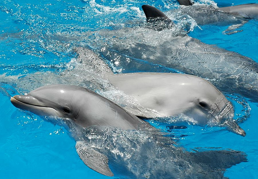 Delfiny tworzą najbardziej skomplikowaną sieć sojuszy w świecie zwierząt