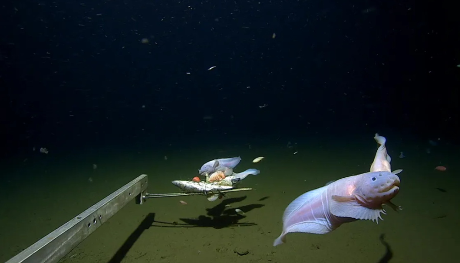 Rekordowa głębokość. Zarejestrowali na wideo rybę ponad 8 km pod powierzchnią wody