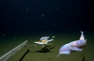 Rekordowa głębokość. Zarejestrowali na wideo rybę ponad 8 km pod powierzchnią wody