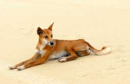 Nowe badania genetyczne ujawniają tajemnicę psów dingo