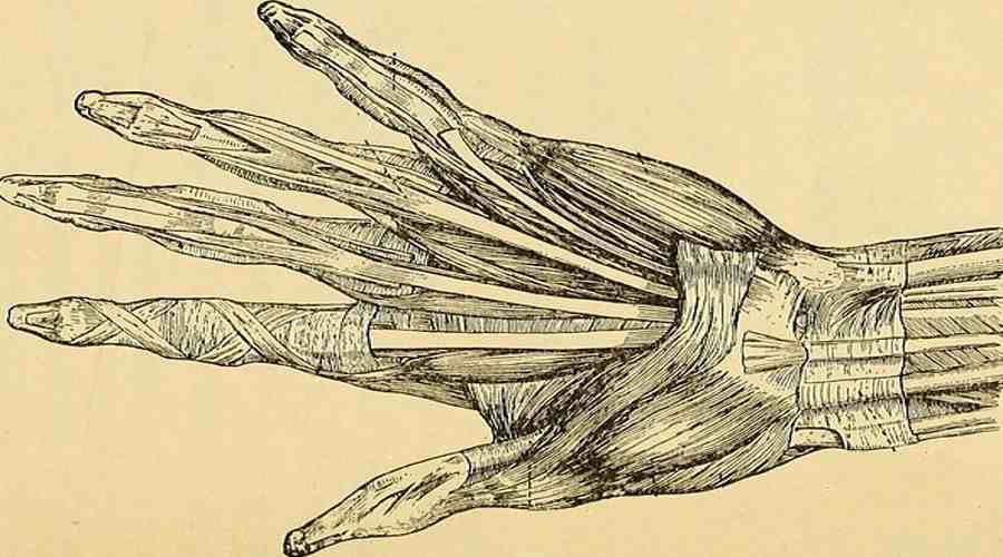 Anatomia dłoni - szkic