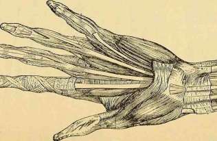 Anatomia dłoni - szkic