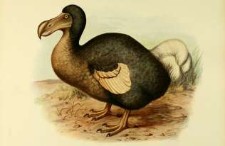 Naukowcy chcą przywrócić do życia dodo