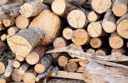 Różne gatunki drewna stosowane w budowie domków drewnianych