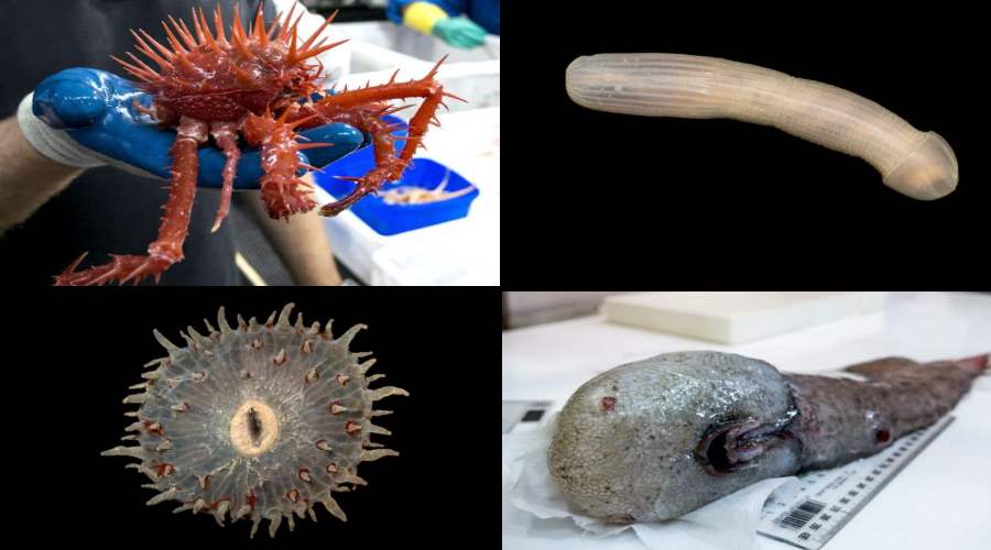 Stworzenia z głębin oceanów