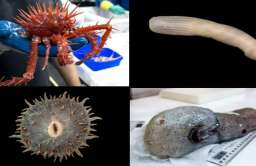 Stworzenia z głębin oceanów