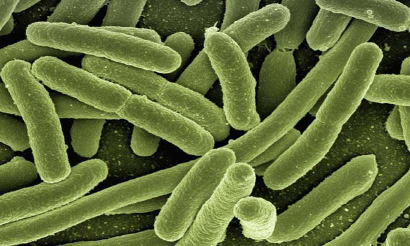 Bakterie Escherichia coli – Pałeczka okrężnicy