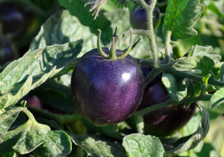 Genetycznie zmodyfikowane fioletowe pomidory trafią do sprzedaży