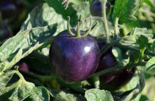 Genetycznie zmodyfikowane fioletowe pomidory trafią do sprzedaży