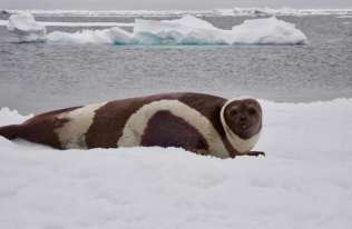 Utrata arktycznego lodu związana z rozprzestrzenianiem się groźnego wirusa wśród ssaków morskich