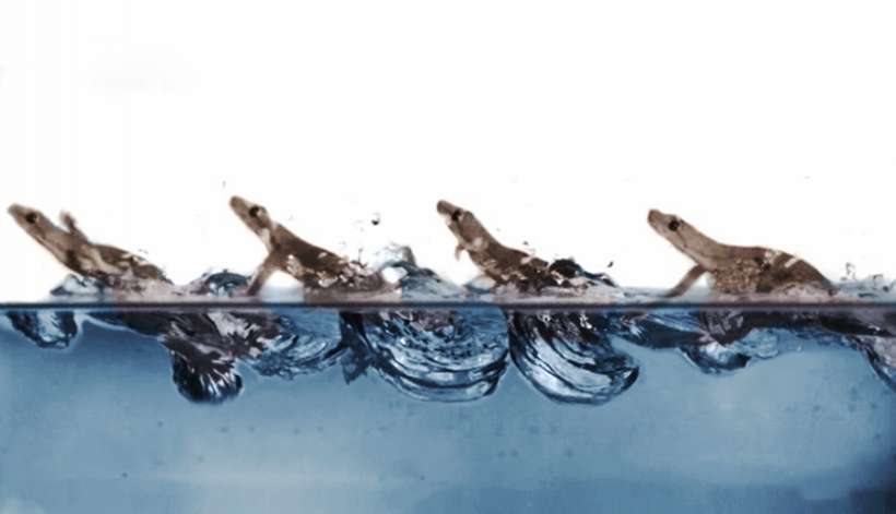 Gekon poruszający się po wodzie