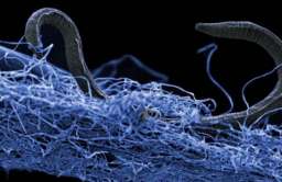Mikroskopijne organizmy znalezione pod ziemią