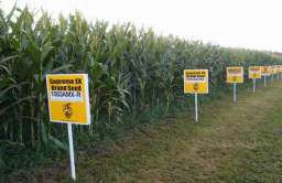 Uprawy kukurydzy GMO