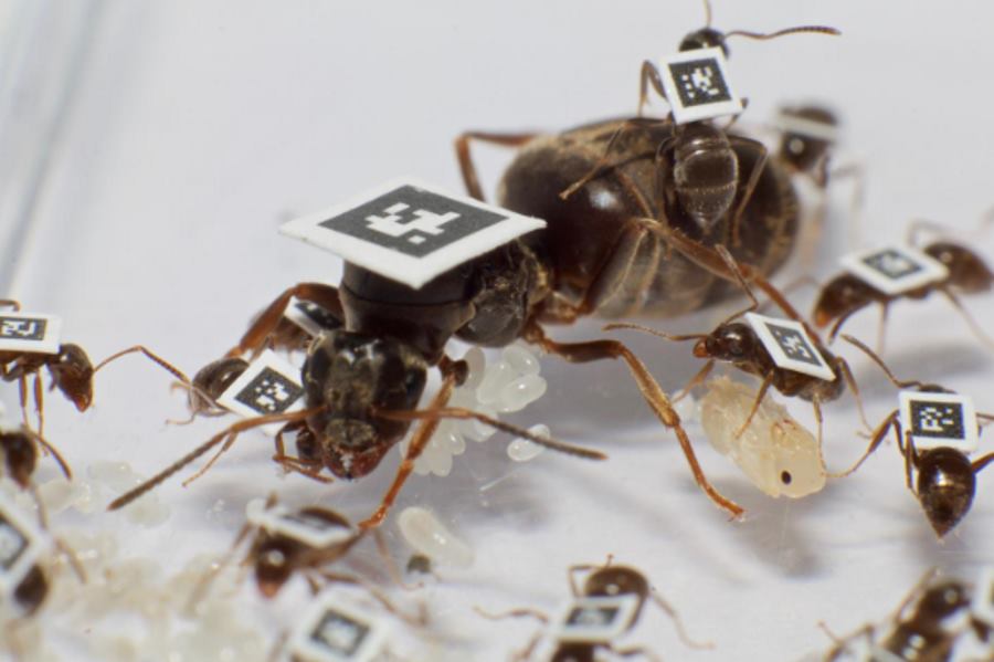 Oznakowane przez badaczy mrówki z gatunku hurtnica pospolita