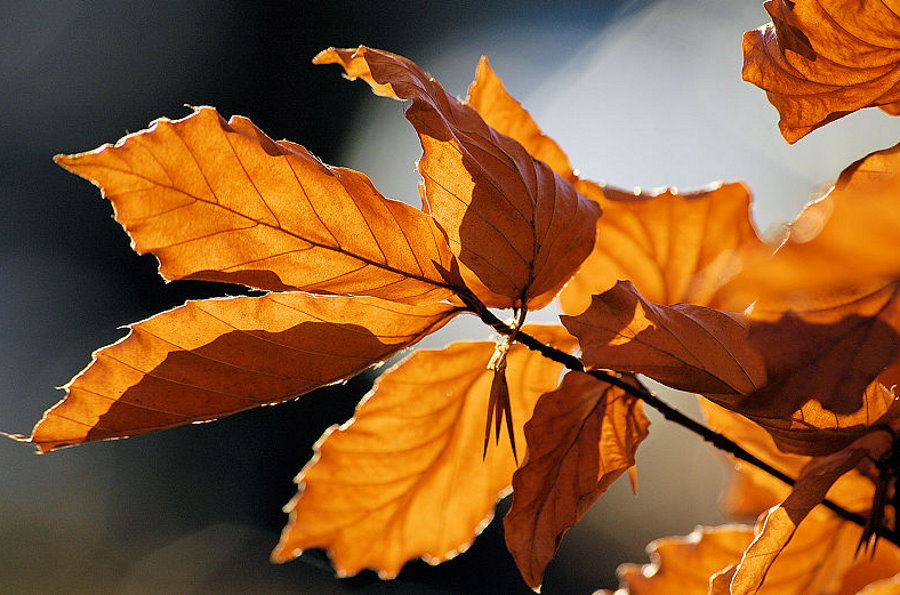 Kolory jesieni. Dlaczego liście zmieniają swoje barwy?