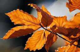 Kolory jesieni. Dlaczego liście zmieniają swoje barwy?