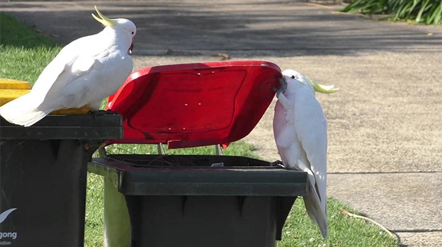 Kakadu uczą się od siebie nawzajem, jak otwierać kosze na śmieci