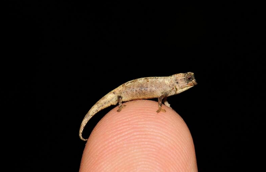 Nowo odkryty gatunek kameleona zmieści się na opuszku palca