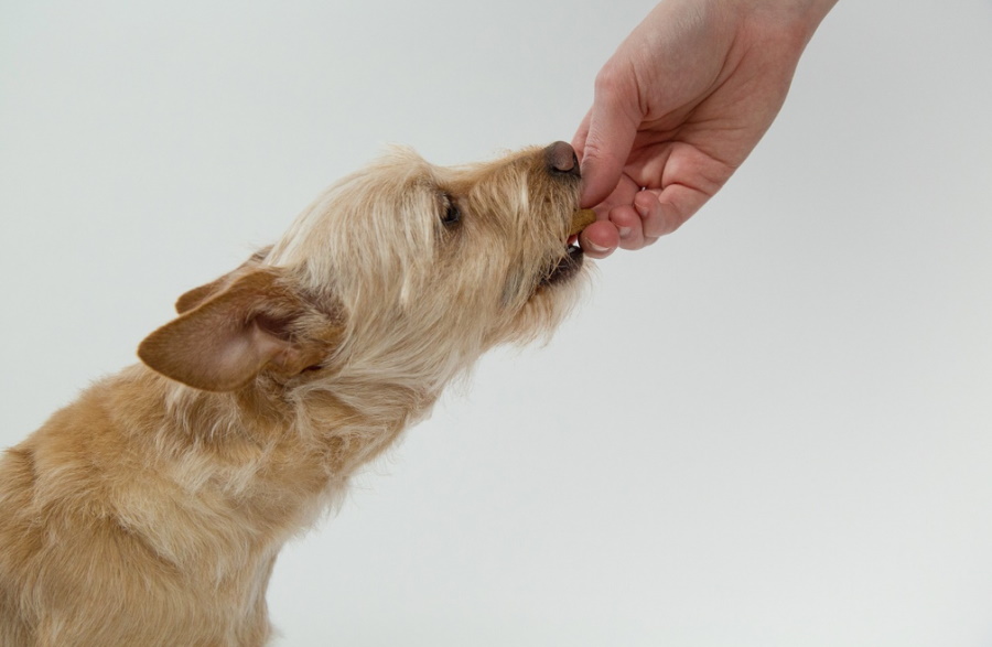 Czy karma dla psów jest odpowiedzialna za wypadanie włosów u psów?