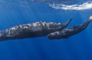 O czym „rozmawiają” wieloryby? „Alfabet” kaszalotów