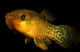Fundulus - ryba z rodzaju karpieńcokształtnych