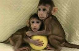 Zhong Hong i Hua Hua – pierwsze na świecie klony małpy naczelnej – makaka