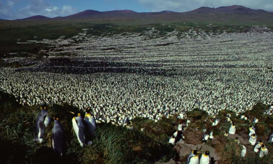 Kolonia pingwinów
