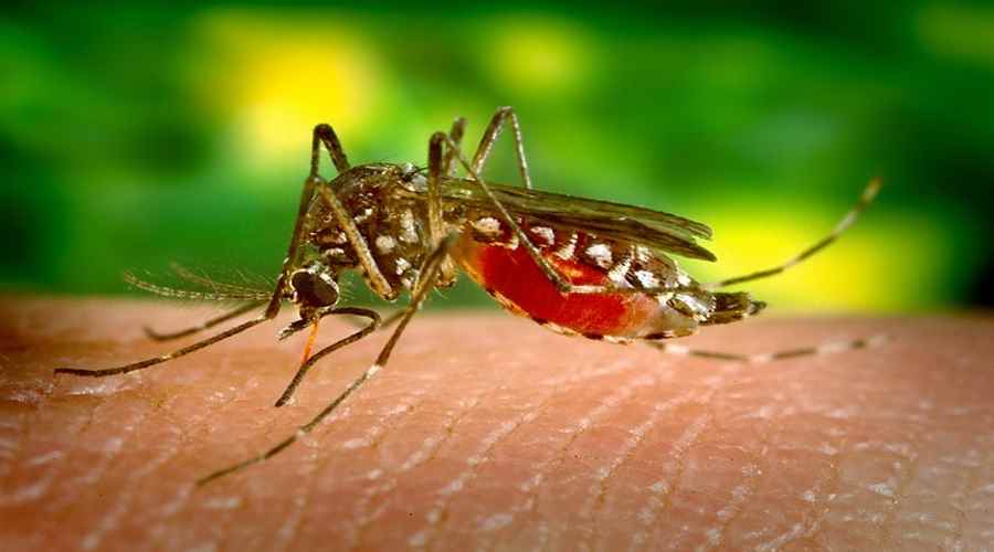 Na komary najlepszy… dubstep | Dziennik Naukowy