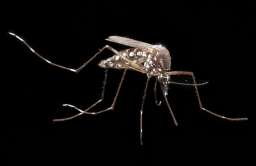 Próba zmniejszenia populacji komarów za pomocą genetycznie zmodyfikowanych osobników