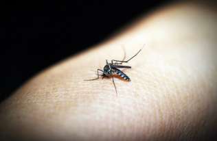 Pierwsza szczepionka na malarię z rekomendacją WHO