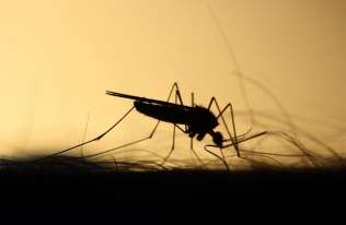 Dlaczego dla komarów jesteśmy tak łatwym celem?
