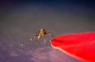 Jak namierzają nas komary? Okazuje się, że owady te reagują na określone kolory