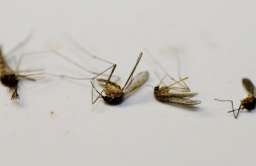 Martwe komary