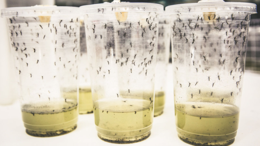 Zmodyfikowane komary zmniejszają transmisję wirusa dengi o 77 proc.