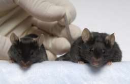 Genetycznie zmodyfikowane myszy zachowały masę mięśniową po pobycie w przestrzeni kosmicznej