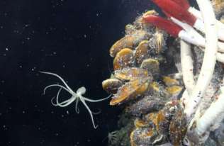 Pod dnem oceanu odkryto nowy ekosystem pełen nieznanych stworzeń
