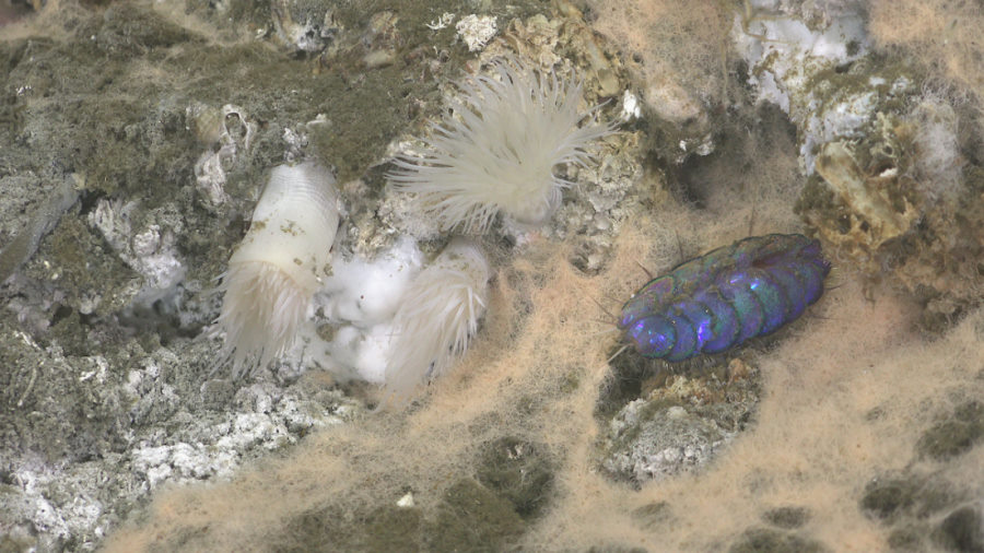 Nowe gatunki zwierząt odkryte w pobliżu kominów hydrotermalnych