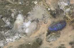 Nowe gatunki zwierząt odkryte w pobliżu kominów hydrotermalnych
