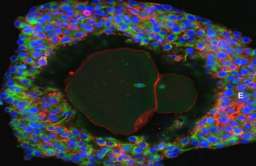 Komórka jajowa wyhodowana w laboratorium