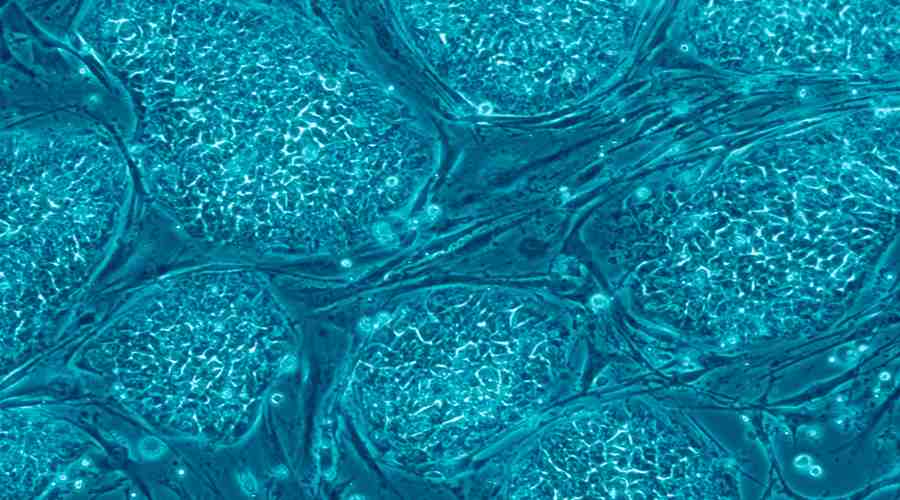 Komórki ludzkiej skóry pod mikroskopem